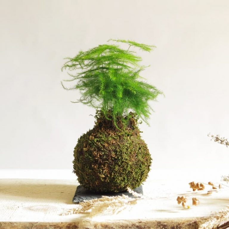 Kokedama esparraguera plumosa