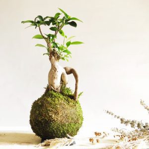 Kokedama Ficus