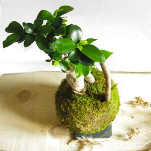 Kokedama ficus ginseng