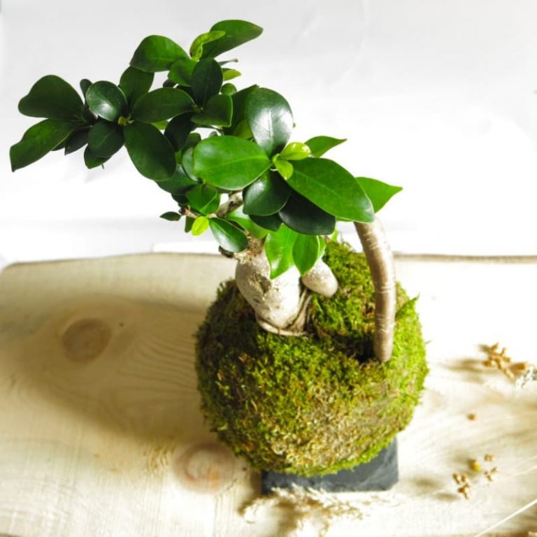 Kokedama ficus ginseng