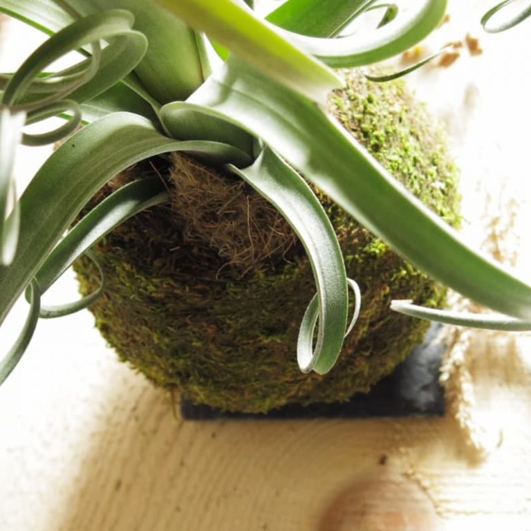 Kokedama tillandsia curly