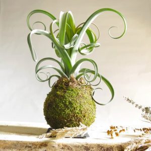 Kokedama Tillandsia