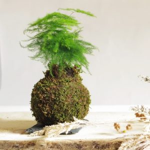 Kokedama esparraguera plumosa