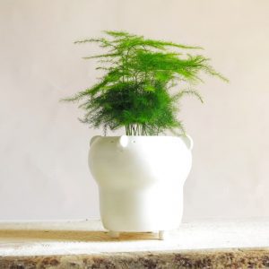Jarrón cerámica con planta