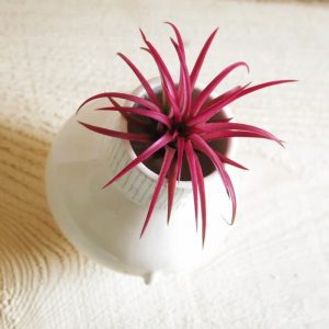jarrón cerámica Tillandsia Pink