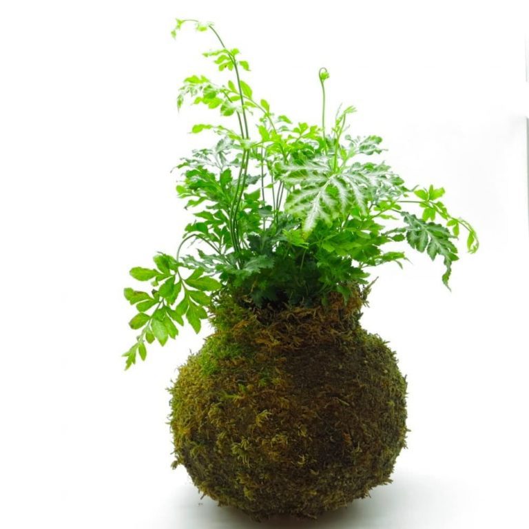 Kokedama helecho