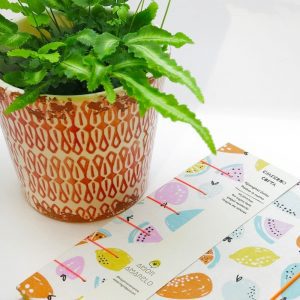 Pack regalo maceta de cerámica, cuaderno y planta