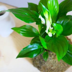 Kokedama Estapifilo