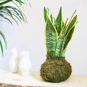 Kokedama planta de interior