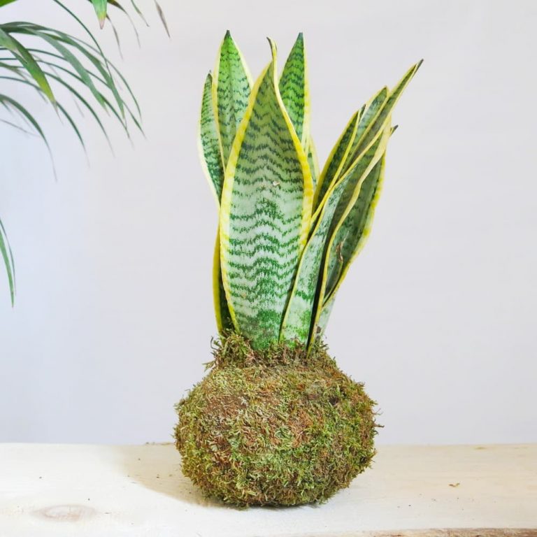 Kokedama sansevieria