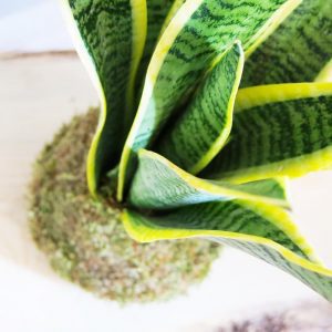 sansevieria Kokedama
