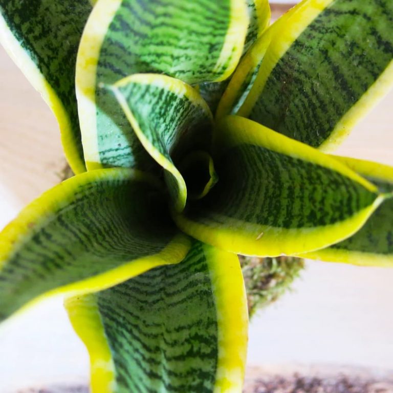 Kokedama sansevieria detalle